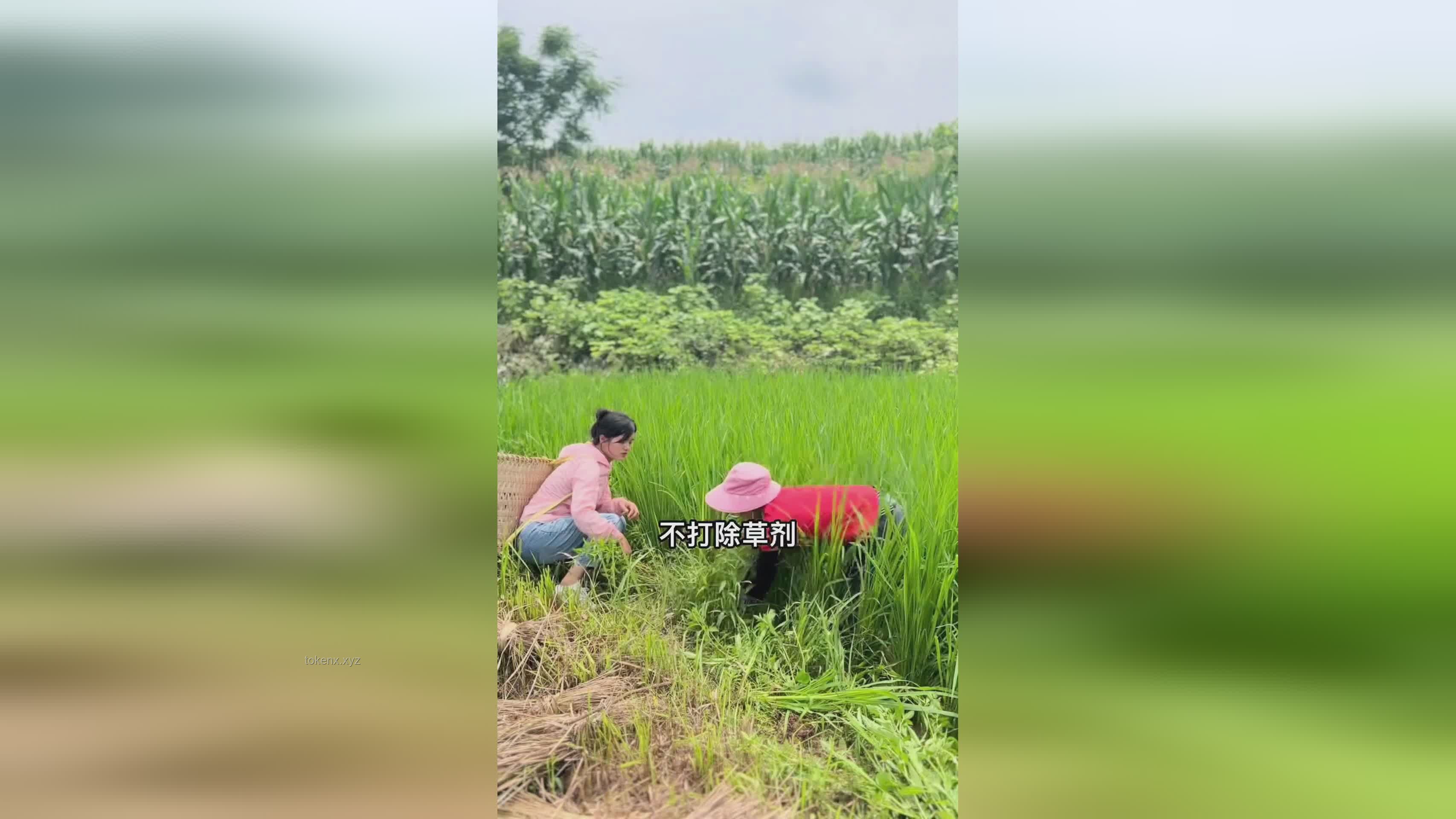 稻田黄鳝养殖的差异化探秘与行业发展洞察